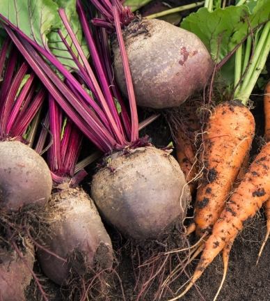 Root Vegetable Processing