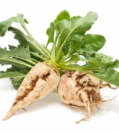 Sugar Beets